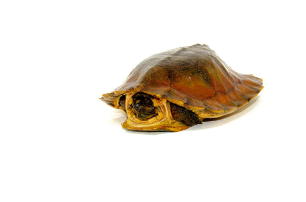 Flat Shell Turtle