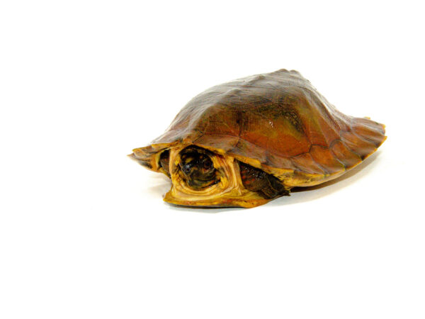 Flat Shell Turtle