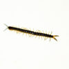 The Florida giant green centipede (Hemiscolopendra marginata) is a bold and colorful species that often gets overshadowed
