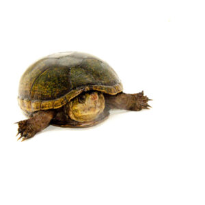 Florida Mud Turtle Adult Female