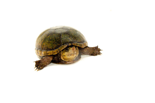 Florida Mud Turtle Adult Female