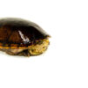 Florida Mud Turtle Adult Pair