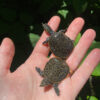 Florida Softshell