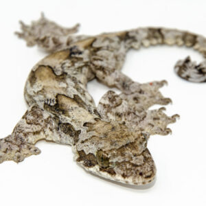 The flying gecko is a fascinating reptile famous for its unique ability to glide between trees using skin flaps along its body. Known scientifically as Ptychozoon,