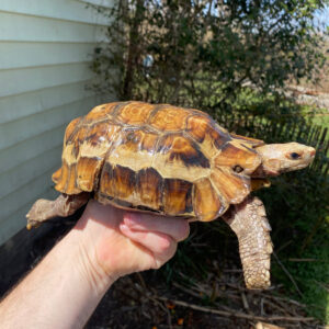 Forest Hinge-back Tortoise Adult Pair (Kinixys erosa)