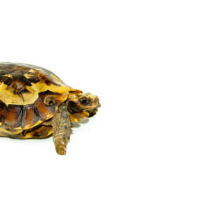 Forest Hinge-back Tortoise Adults (Kinixys erosa)
