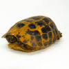 Forstens Tortoise Adult (10-12 inch) (Indotestudo forstenii) Female #FTAF1