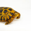 Forstens Tortoise Adult (10-12 inch) (Indotestudo forstenii) Female #FTAF2