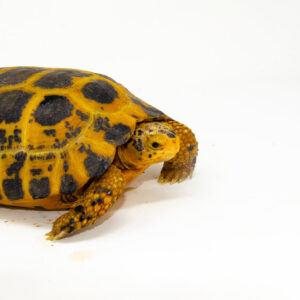 Forstens Tortoise Adult (10-12 inch) (Indotestudo forstenii) Female #FTAF2