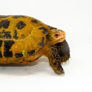 Forstens Tortoise Adult (10-12 inch) (Indotestudo forstenii) Male #FTAM2