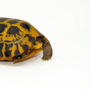 Forstens Tortoise Adult (8-9 inch) (Indotestudo forstenii) Female #FTAF3
