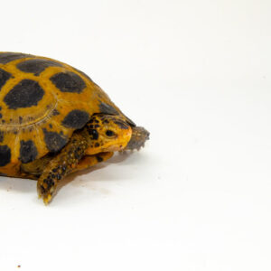 Forstens Tortoise Adult