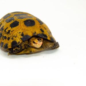 Forstens Tortoise Adult (8-9 inch) (Indotestudo forstenii) Male #FTAM3