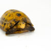 Forstens Tortoise Adult (8-9 inch) (Indotestudo forstenii) Male #FTAM4