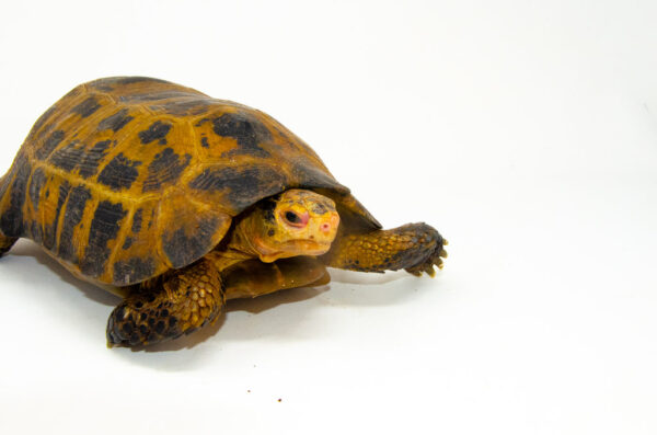 Forstens Tortoise Adult for sale
