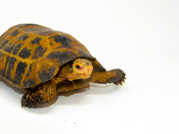 Forstens Tortoise Adult for sale