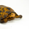 Forstens Tortoise Adult (Indotestudo forstenii)