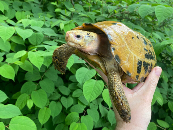 Forstens Tortoise Adult Male for sale