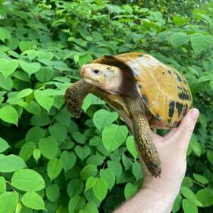 Forstens Tortoise Adult Male 1 (Indotestudo forstenii)