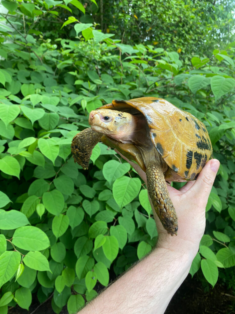 Forstens Tortoise Adult Male 1 (Indotestudo forstenii) - One Stop ...