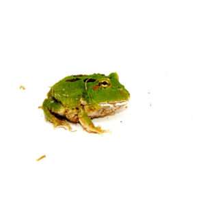 The Four Spot Green Pacman Frog (Ceratophrys cranwelli) is a stunning, beginner-friendly amphibian known for its vivid coloration