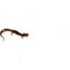 The four toed salamander (hemidactylium scutatum) is a fascinating, secretive amphibian that is often overlooked due to its small size and cryptic lifestyle. Native to North America
