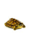 Fujian Pond Turtle (Mauremys iversoni)