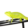 Furcifer viridis, also known as the Madagascar green chameleon, is a vibrant and active species found in the dry forests of western and southern Madagascar