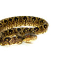 Garden Phase Amazon Tree Boa (Corallus hortulanus)