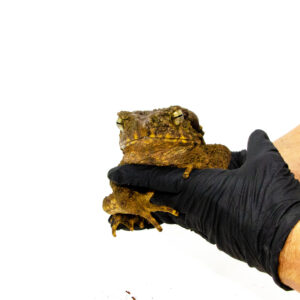 The giant asian river toad adults (bufo aspera) is a powerhouse amphibian admired for its impressive size, rugged appearance, and quiet strength.