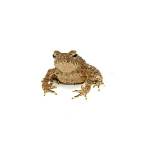 The giant asian river toad cb babies (bufo aspera) is a fascinating species for any amphibian keeper looking for something robust