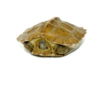 Giant Asian Wood Turtle Baby (Heosemys grandis)