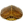 Giant Asian Wood Turtle