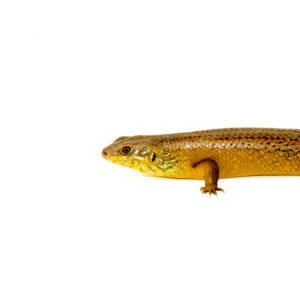 The Giant Land Mullet Skink (Egernia major) is a robust, jet‑black lizard native to the rainforests of eastern Australia. Admired for its smooth, gleaming scales