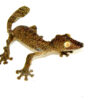 The giant leaf tailed gecko (Uroplatus fimbriatus) is a fascinating reptile known for its impressive size and incredible camouflage.