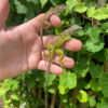 Giant panther anoles (Anolis bimaculatus) are large, colorful lizards native to the Caribbean, particularly the islands of St. Kitts and Nevis. These bold, visually striking anoles are ideal for intermediate reptile