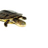 Golden Thread Turtle Babies