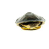 Gibba Sideneck Turtle