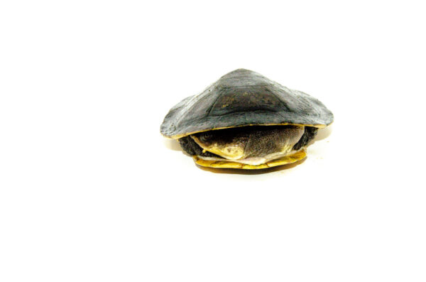 Gibba Sideneck Turtle