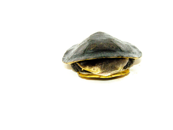 Gibba Sideneck Turtle