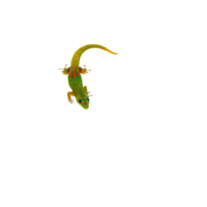 The gold dust day gecko is a vibrant and active species known for its dazzling green body adorned with golden speckles, making it a favorite among reptile enthusiasts