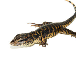 The gold tegu (Tupinambis teguixin), also known as the Colombian tegu, is a striking and energetic lizard species found throughout northern South America. Known for its golden scales and inquisitive personality