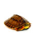 Golden Coin Box Turtle (Cuora trifasciata )