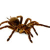 The Goliath Bird Eating Tarantula (Theraphosa stirmi) is among the most awe-inspiring creatures in the tarantula world. Known for its massive size, earthy coloration,