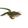 The green ameiva (Ameiva ameiva), also called the giant ameiva or jungle runner, is a bold, fast terrestrial lizard found across Central and South America. Known for its vivid green body and lightning speed