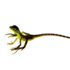 Green basilisk babies (Basiliscus plumifrons) are captivating young reptiles famous for their vibrant color, alert posture, and unique ability to run on water. These energetic lizards