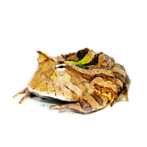 The green brazilian horned frog adults (ceratophrys aurita), often referred to as one of the largest and most colorful amphibians in the hobby