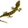 The green eyed s a captivating reptile known for its striking emerald eyes and distinctive coloration. These exotic lizards are becoming increasingly popular among reptile