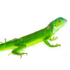 The green iguana (Iguana iguana) is one of the most recognizable reptiles in the world. Known for its vivid coloration, long tail, and dinosaur-like appearance, this lizard is a favorite among both
