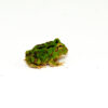 The green pacman frog (ceratophrys cranwelli), also known as the Argentine horned frog, is a colorful and charismatic amphibian prized by beginner and advanced reptile enthusiasts alike